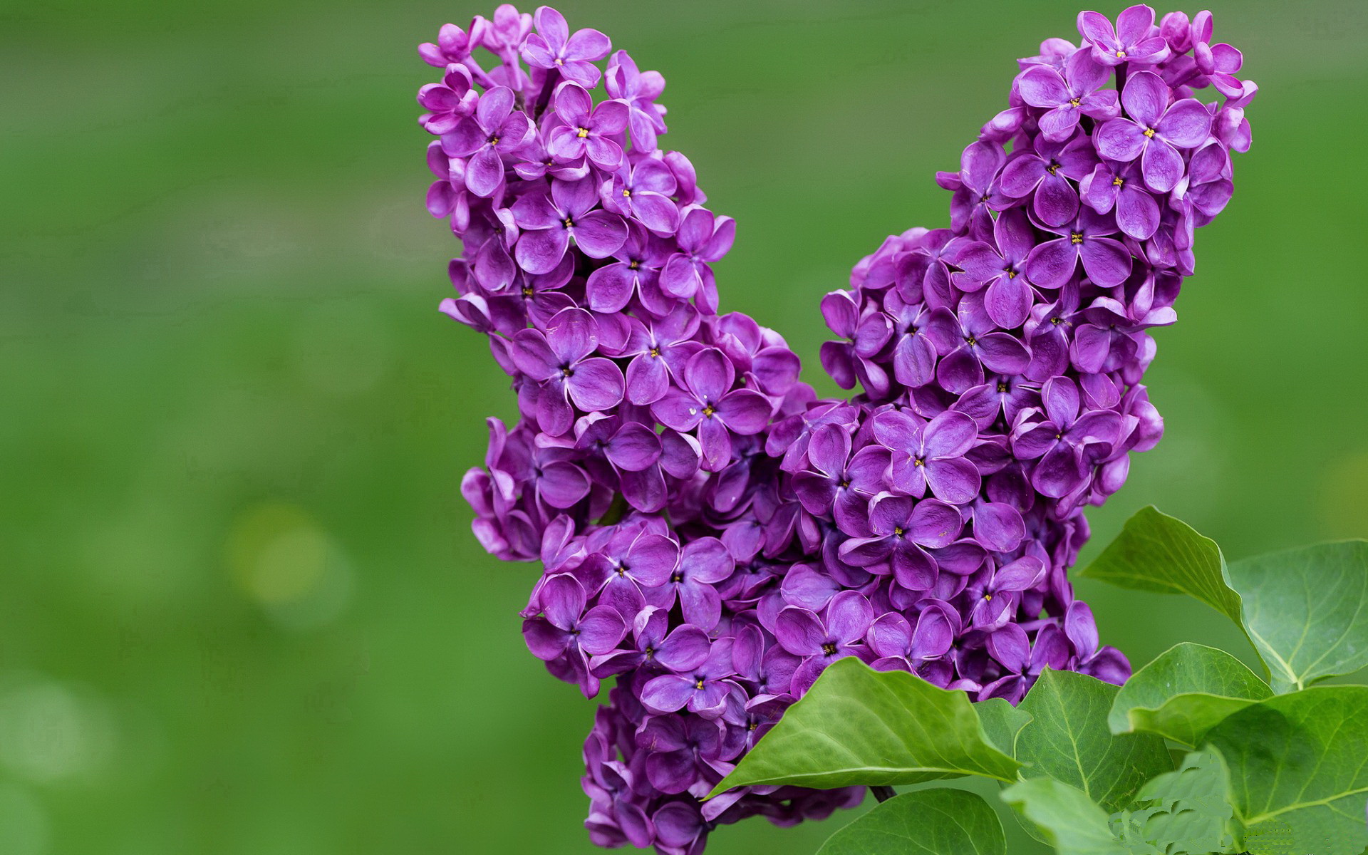 阿拉巴爆发,澳大利亚点球鏖战,决胜局中逆袭秘鲁晋级世界杯